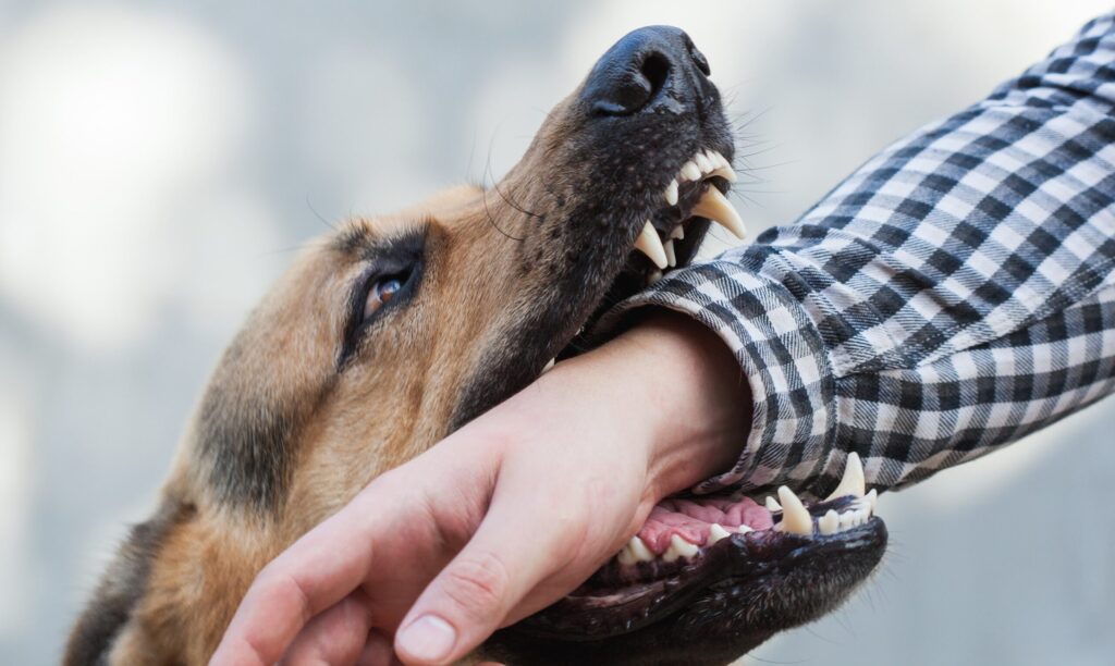 Dog bite