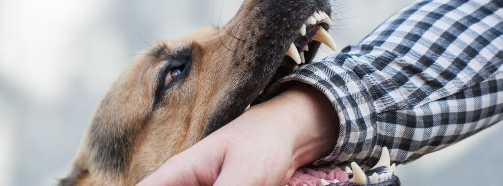 Dog bite